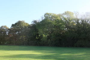 day, England, eye level view, grass, London, natural light, park, sunny, The United Kingdom, tree