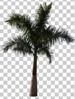 cutout, cutout trees, day, evergreen, eye level view, palm, summer, sunny