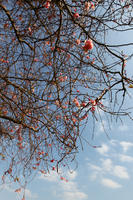 below, blooming, blossom, branch, day, deciduous, England, London, spring, sunny, The United Kingdom, tree