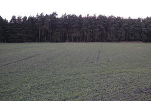 ambient light, countryside, day, eye level view, field, overcast, Poland, Wielkopolskie, winter, Wolsztyn