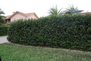 day, eye level view, Florida, grass, hedge, The United States, winter