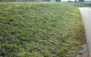 autumn, Croatia, day, eye level view, grass, sunny, Zadar, Zadarska