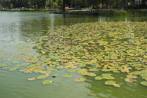 day, diffuse, diffused light, eye level view, lake, natural light, Poland, summer, water lily, Wielkopolskie, Wolsztyn