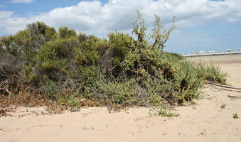 Canarias, day, direct sunlight, dunes, eye level view, Las Palmas, shrub, Spain, spring, sunny