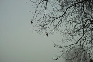 ambient light, below, branch, day, deciduous, diffuse, diffused light, England, fog, London, natural light, The United Kingdom, tree, winter