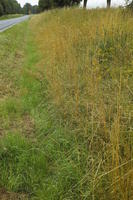 day, diffuse, diffused light, eye level view, grass, lowered, natural light, Poland, summer, Wielkopolskie