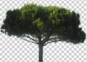 coniferous, cutout, cutout trees, day, evergreen, eye level view, summer, sunny, tree