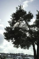 below, coniferous, day, diffuse, diffused light, evergreen, France, Greolieres, Provence Alpes Cote D