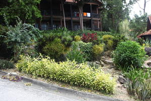 ambient light, day, eye level view, garden, Kedah, Malaysia, overcast, plant, tropical