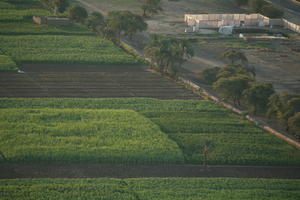 aerial view, dusk, East Timor, Egypt, Egypt, field, palm, tree, vegetation