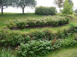 afternoon, bush, day, England, eye level view, flower, garden, natural light, park, plant, summer, sunny, The United Kingdom