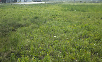 Croatia, day, direct sunlight, eye level view, grass, summer, sunny