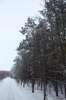 eye level view, forest, overcast, Poland, snow, track, tree, Wielkopolskie, winter, Wolsztyn