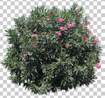 bush, cutout, cutout plants, day, eye level view, flowered bush, shrub, sunny