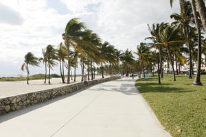 day, eye level view, Florida, grass, Miami, palm, path, pavement, Phoenix canariensis, summer, sunny, The United States