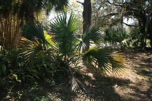 day, eye level view, Florida, Miami, natural light, palm, park, sunny, The United States, tropical, vegetation, winter