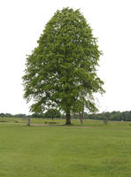 broad-leaf tree, broad-leaved tree, day, diffuse, diffused light, England, eye level view, grass, London, natural light, park, spring, The United Kingdom