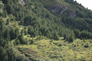 day, elevated, mountain, natural light, pine, Switzerland, Switzerland, tree, vegetation