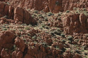 bush, day, direct sunlight, eye level view, grove, landscape, Morocco, mountain, natural light, nature, Ouarzazate, outdoors, plant, rocks, sunlight, sunny, sunshine, wilderness