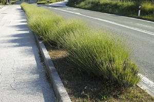 bush, Croatia, day, direct sunlight, eye level view, lavander, shrub, spring, sunny