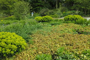 bush, day, England, eye level view, garden, natural light, park, plant, The United Kingdom, Woking