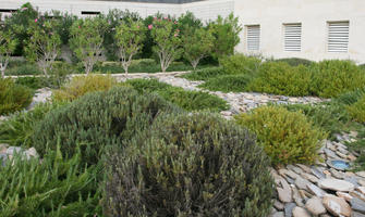 autumn, bush, day, diffuse, diffused light, eye level view, flowered bush, garden, Malta, natural light, shrub