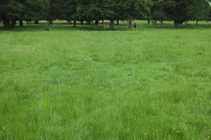 day, England, eye level view, grass, overcast, park, summer, The United Kingdom, Wimbledon