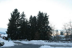 ambient light, day, eye level view, Italia , Mondovi, overcast, Piemonte, pine, snow, street, tree, winter