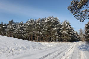 afternoon, bright, coniferous, day, eye level view, Poland, road, snow, sunny, tree, Wielkopolskie, winter, woodland