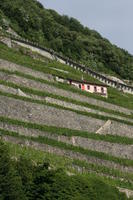 below, day, hill, house, Lausanne, natural light, summer, sunny, Switzerland, tree, Vaud, vegetation, vineyard