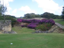 Barbados, day, eye level view, flower, garden, golf course, grass, vegetation