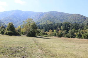 Croatia, day, eye level view, field, grass, Karlovacka, sunny, tree, woodland