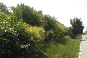 day, direct sunlight, eye level view, Italia , shrubbery, summer, sunny, Veneto, Verona