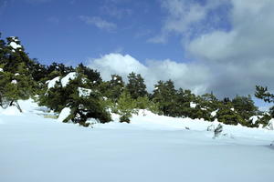 coniferous, day, evergreen, eye level view, France, Greolieres, Provence Alpes Cote D