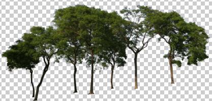 cutout, cutout plants, cutout trees, day, eye level view, tree, treeline, vegetation