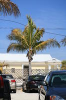 car, day, eye level view, Florida, Miami, natural light, palm, sunny, The United States, tropical, vegetation, winter