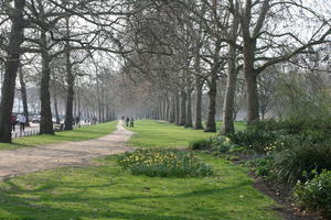 day, deciduous, England, eye level view, flower, flower field, grass, London, park, spring, sunny, The United Kingdom, tree