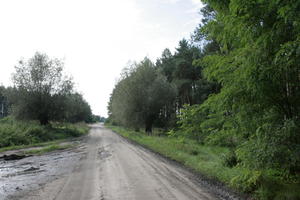 autumn, broad-leaf tree, broad-leaved tree, day, diffuse, diffused light, eye level view, forest, Kopanica, natural light, Poland, road, treeline, Wielkopolskie