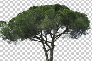 coniferous, cutout, cutout plants, cutout trees, day, evergreen, eye level view, Italian stone pine, natural light, Pinus pinea, plant, spring, sunlight, sunny, tree