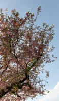 below, blooming, blossom, branch, day, deciduous, England, London, spring, sunny, The United Kingdom, tree