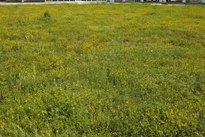 Croatia, day, eye level view, field, flower field, garden, grass, long grass, spring, sunny, vegetation, Zadar, Zadarska