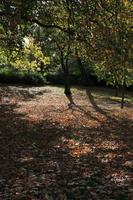 afternoon, autumn, Battersea park, day, England, eye level view, leaf, London, park, sunny, The United Kingdom, tree