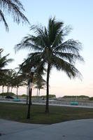 alley, dusk, eye level view, Florida, Miami, palm, The United States, vegetation, winter