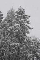 ambient light, below, day, Italia , Mondovi, overcast, Piemonte, pine, snow, tree, winter