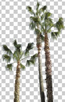 below, bright, cutout, cutout plants, day, direct sunlight, evergreen, looking up, Mexican fan palm, Mexican washingtonia, morning, natural light, palm, sunny, tree, Washingtonia robusta, winter