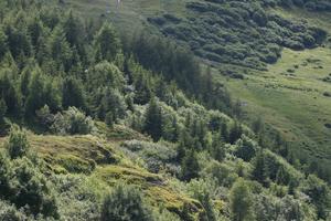 day, elevated, mountain, natural light, pine, Switzerland, Switzerland, tree, vegetation