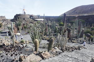 cactus, Canarias, day, elevated, evergreen, park, Spain, succulent plant, summer, sunny