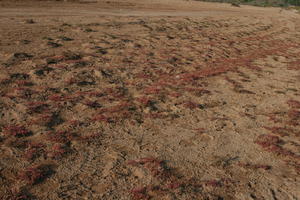 autumn, day, desert, direct sunlight, Essaouira, lowered, Morocco, natural light, sunlight, sunny, sunshine