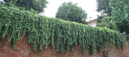 day, diffuse, diffused light, eye level view, green wall, hanging, Italia , Lombardia, Pavia, plant, wall