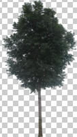 broad-leaf tree, broad-leaved tree, cutout, cutout trees, day, diffuse, diffused light, eye level view, summer